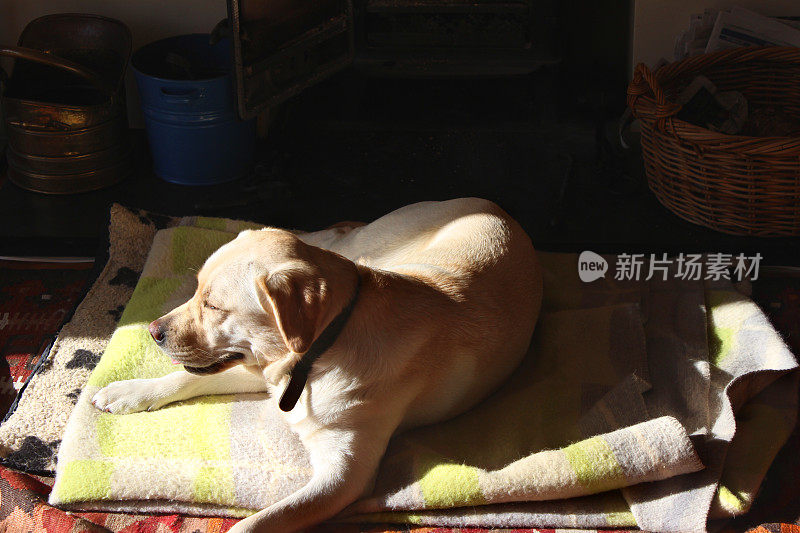 金色拉布拉多寻回犬的图像，在地毯/地板上晒太阳